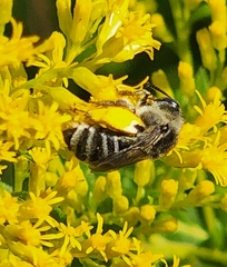 Melissodes druriellus