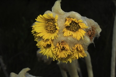 Espeletia congestiflora