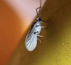 Coniopterygidae