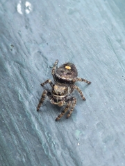 Phidippus audax