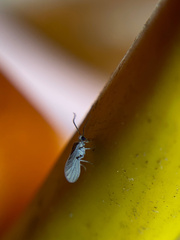 Coniopterygidae