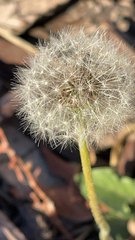 Taraxacum erythrospermum