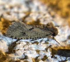 Acrolophus pyramellus