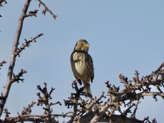 Emberiza calandra