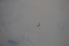 Trepobates subnitidus