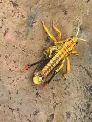 Nocaracris cyanipes