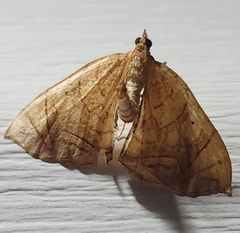 Eulithis diversilineata