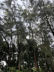 Casuarina equisetifolia