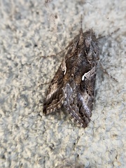 Autographa californica
