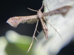 Lantanophaga pusillidactylus