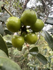 Daphnopsis caracasana