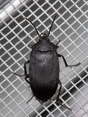 Penthe pimelia