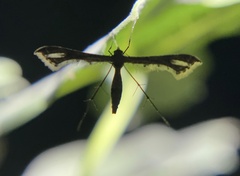Lantanophaga pusillidactylus