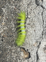 Automeris naranja