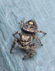 Phidippus audax