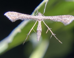 Lantanophaga pusillidactylus