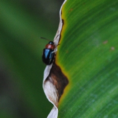 Gastrophysa polygoni