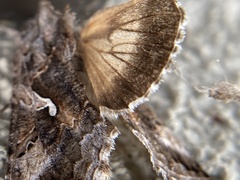 Autographa californica
