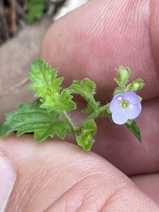 Veronica plebeia