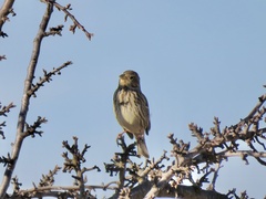 Emberiza calandra
