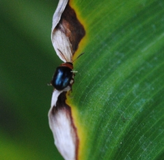 Gastrophysa polygoni