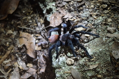 Tliltocatl epicureanus