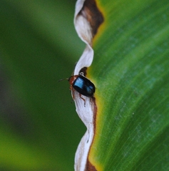 Gastrophysa polygoni