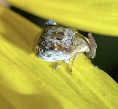 Penthobruchus germaini