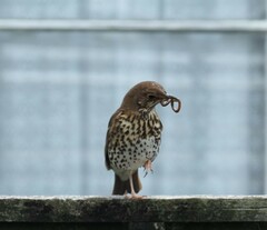 Turdus philomelos clarkei