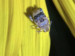 Penthobruchus germaini