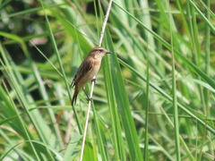 Saxicola stejnegeri