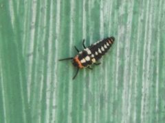 Eriopis connexa