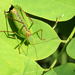 Long-tailed Speckled Bush-Cricket - Photo (c) roberto_sindaco, some rights reserved (CC BY-NC), uploaded by roberto_sindaco