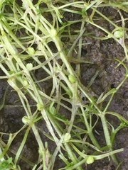 Callitriche platycarpa