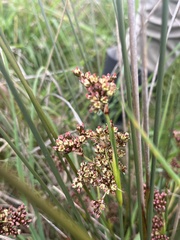 Juncus acutus