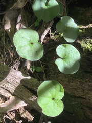 Dichondra