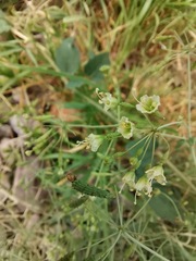 Commicarpus scandens