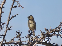 Emberiza calandra