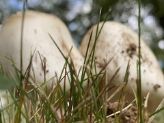 Amanita rhacopus