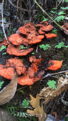 Trametes coccinea