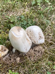 Amanita rhacopus