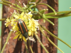 Astylus quadrilineatus