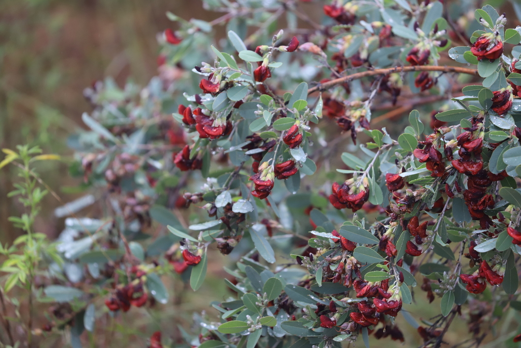 Heart Leaf Poison (Plants of Yourka Bush Heritage Reserve