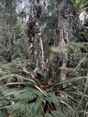 Tillandsia pastensis