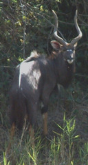 Tragelaphus angasii