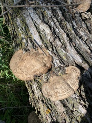 Ganoderma megaloma