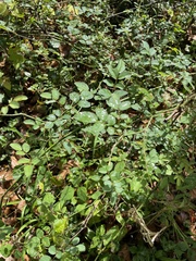 Rosa multiflora