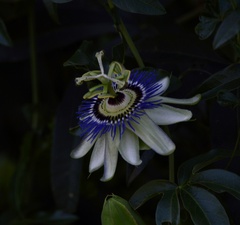 Passiflora caerulea