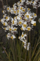 Leucocoryne coronata