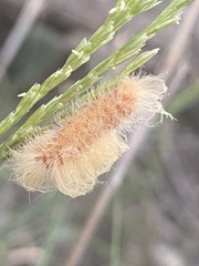 Pygarctia